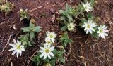 Stellaria eschscholtziana