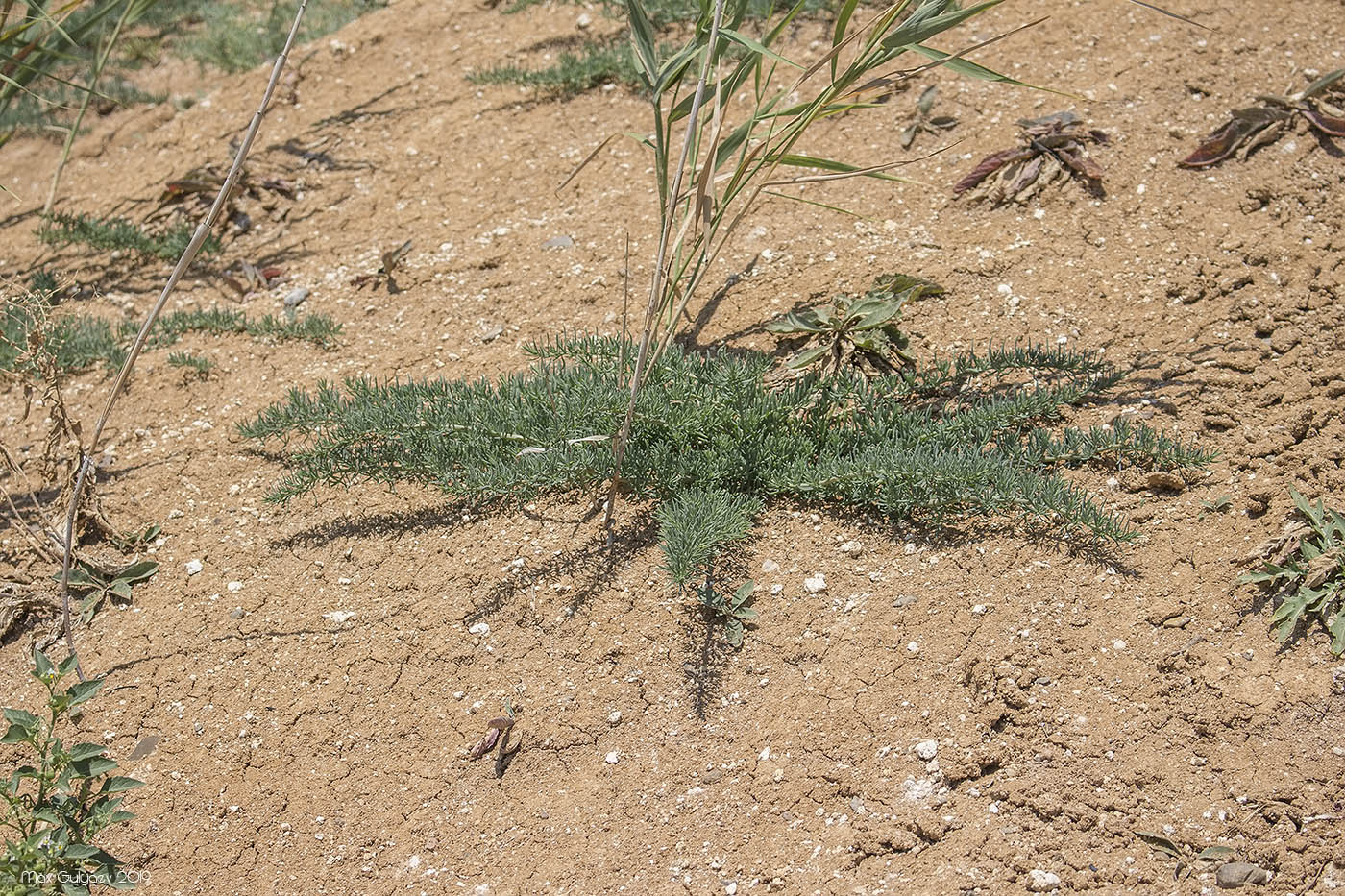 Изображение особи семейство Chenopodiaceae.