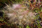 Hordeum jubatum