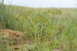 Geranium dissectum. Цветущее растение. Крым, Керченский п-ов, Приазовье, Осовинская степь. 01.05.2019.