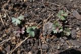 Delphinium cheilanthum