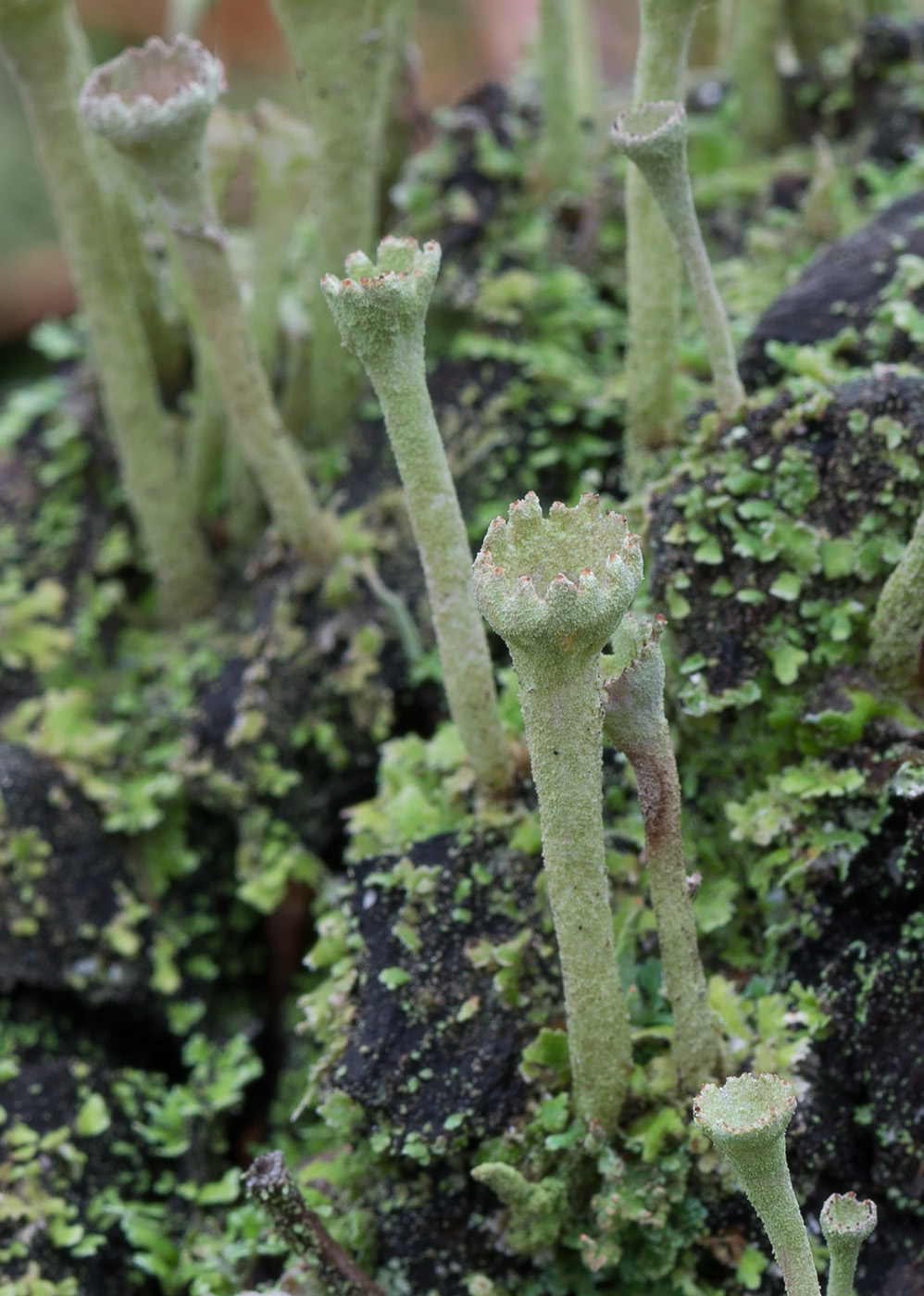 Изображение особи Cladonia fimbriata.
