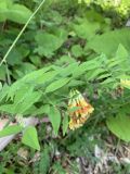 Vicia crocea