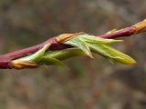 Salix rorida