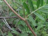 Astragalus onobrychis