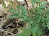 Pyrethrum poteriifolium