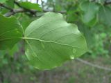 Populus tremula