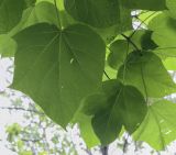 Catalpa ovata. Листья (абаксиальная поверхность). Москва, ГБС РАН, дендрарий. 31.08.2021.