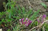 Astragalus buschiorum