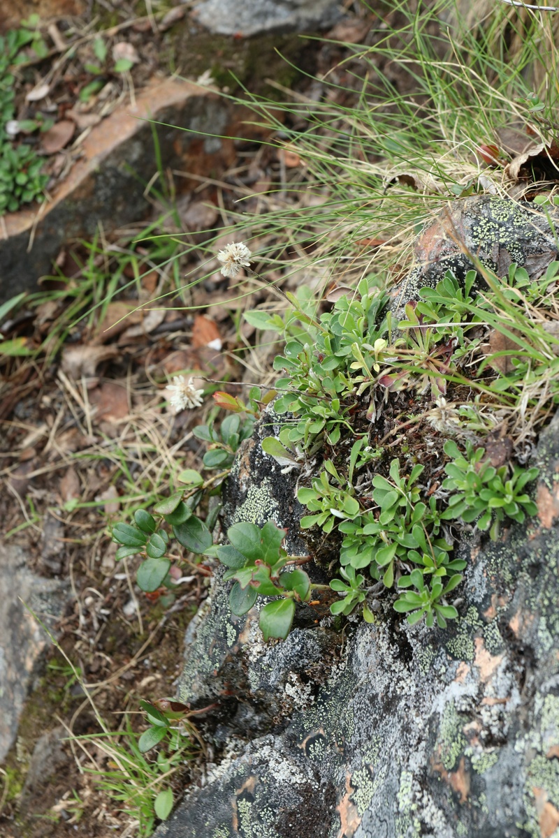 Изображение особи Antennaria dioica.