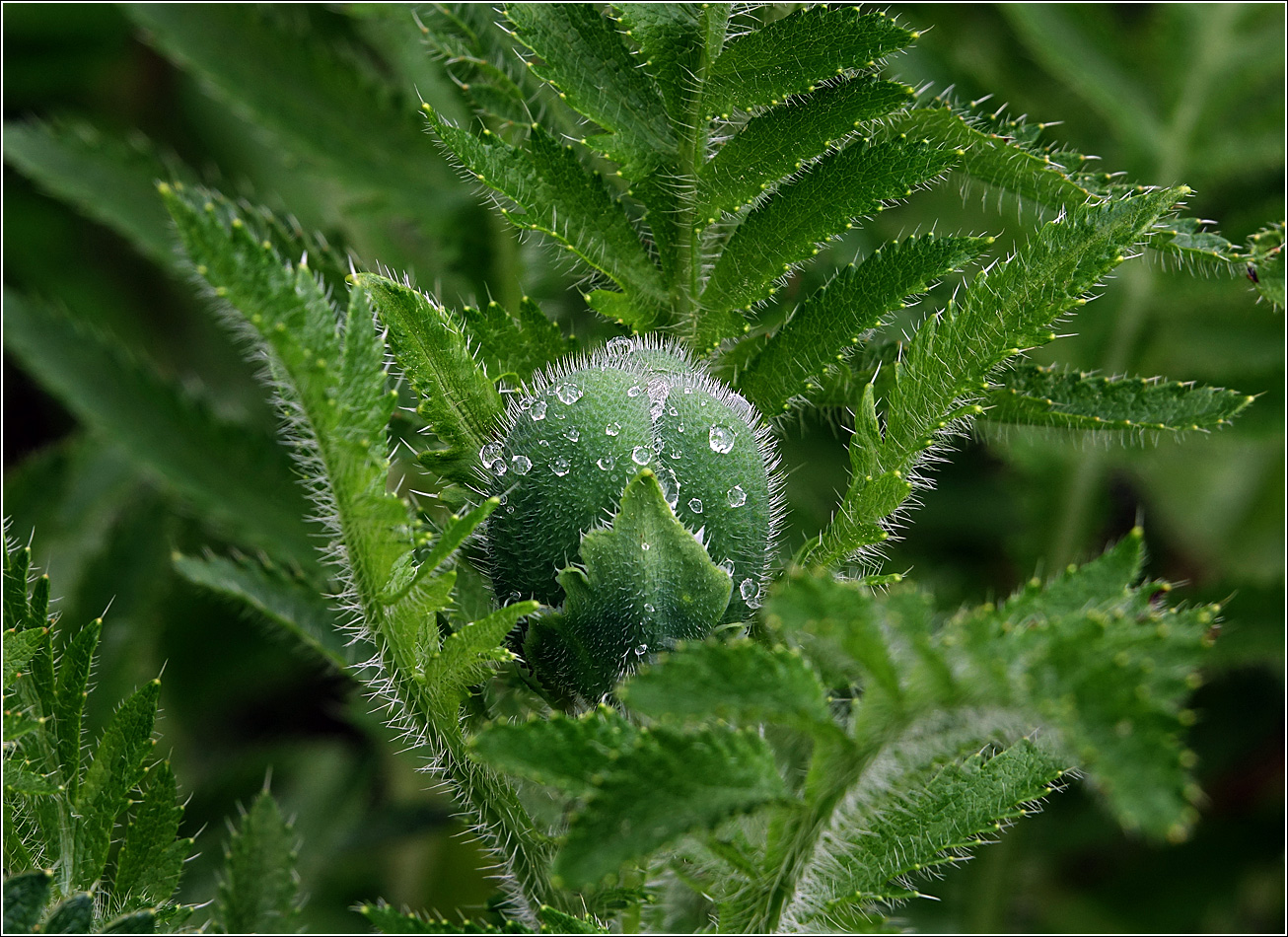 Изображение особи Papaver setiferum.