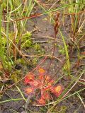 Drosera rotundifolia