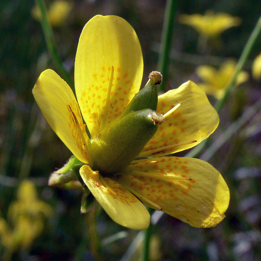 Изображение особи Saxifraga hirculus.