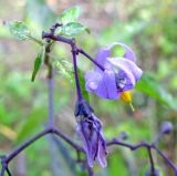 Solanum dulcamara. Цветки. Татарстан, г. Казань, обсохшая отмель Куйбышевского вдхр. 11.07.2011.