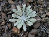 Echinops humilis