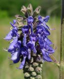 Salvia nutans