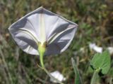 Convolvulus betonicifolius