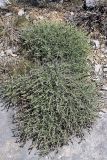 Silene kuschakewiczii. Зацветающее растение. Южный Казахстан, хр. Боролдайтау, гора Нурбай; 1050 м н.у.м. 23.04.2012.