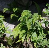 Blechnum spicant. Растение на скале. Норвегия, Люсе-фьорд, Прекестулен, каменистый склон. 02.07.2008.