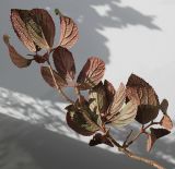 Viburnum plicatum