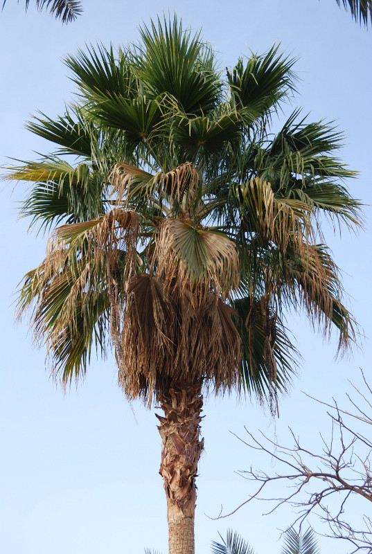 Изображение особи Washingtonia robusta.