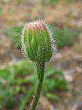 Crepis rhoeadifolia