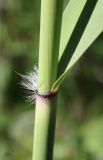 Phragmites australis. Основание листа с волосками вместо язычка. Ленинградская обл., Большая Ижора. 31.05.2009.