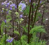 Polemonium caeruleum