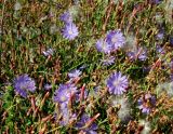 Lactuca tatarica