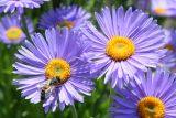 Aster alpinus