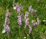 Vicia tenuifolia. Цветущие растения на лугу. Восточный Казахстан, Глубоковский р-н, окр. с. Тарханка, склон сопки. 07.06.2013.