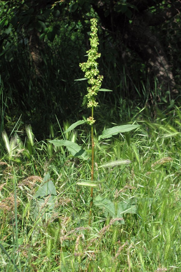 Изображение особи Rumex patientia ssp. orientalis.