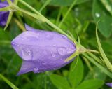 Campanula persicifolia