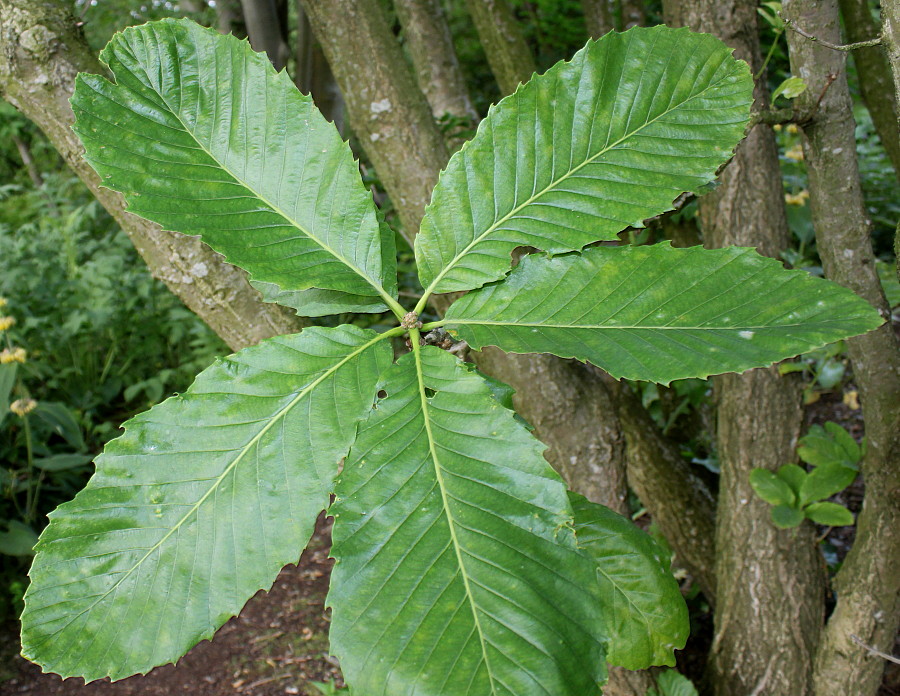 Image of Quercus pontica specimen.