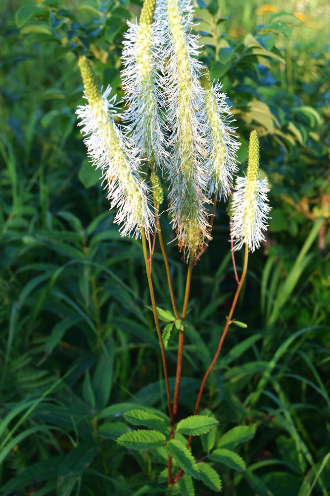 Изображение особи Sanguisorba stipulata.