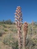 Eremurus inderiensis. Верхушки цветущих растений, соцветия. Казахстан, Южное Прибалхашье, пустыня Таукум. 26 мая 2014 г.