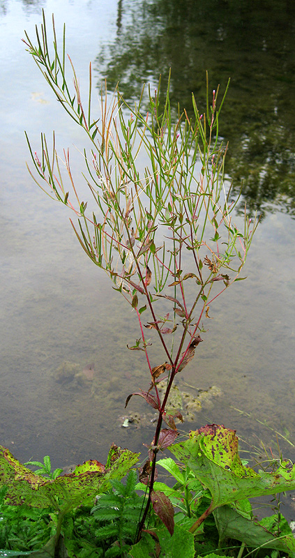 Изображение особи Epilobium montanum.