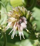 Solenanthus circinnatus. Соцветие. Кыргызстан, Нарынская обл., левый берег р. Нарын, долина руч. Ирису. 12.06.2015.