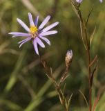 Galatella angustissima