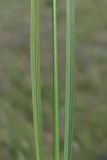 Stipa pulcherrima