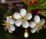 Cerasus vulgaris