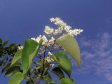 Syringa amurensis