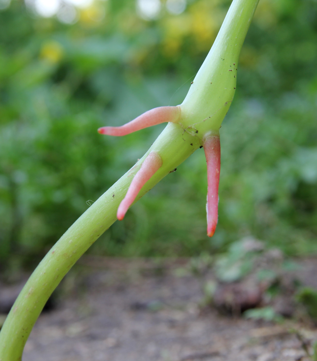 Изображение особи Impatiens parviflora.