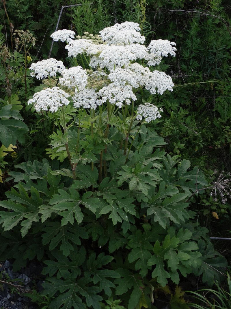 Изображение особи Heracleum moellendorffii.