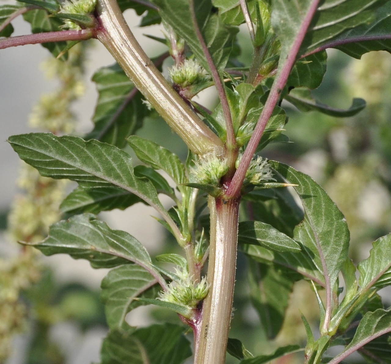 Image of Amaranthus spinosus specimen.