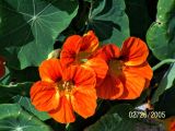 Tropaeolum majus