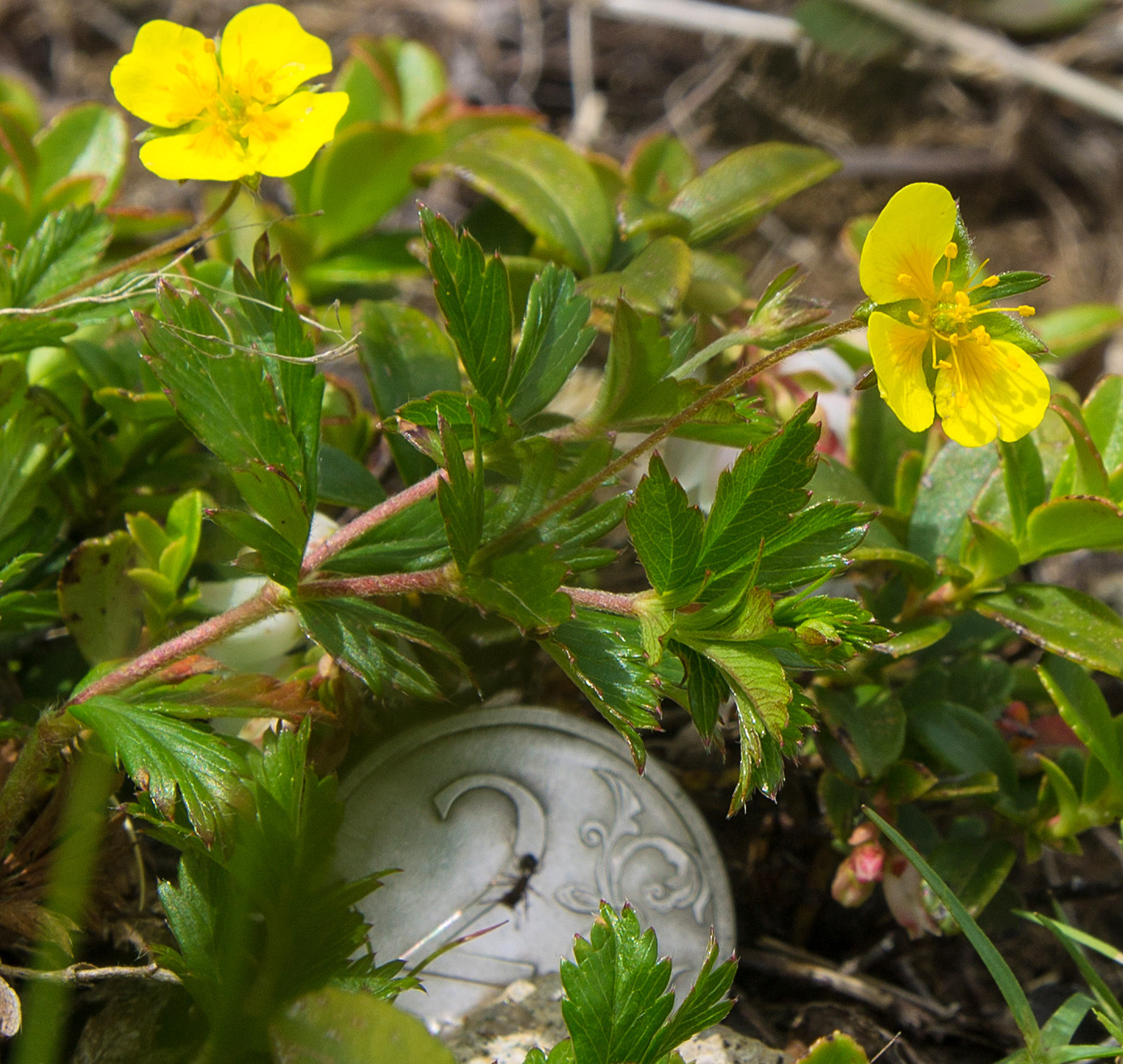 Изображение особи Potentilla erecta.