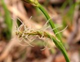 Carex campylorhina. Женское соцветие. Приморский край, Спасский р-н, окр. с. Хвалынка, широколиственный долинный лес. 06.05.2013.