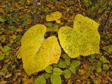 Tilia mandshurica