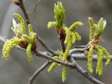 Quercus iberica